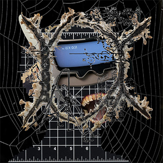 Collection cover image