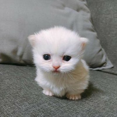 Collection cover image