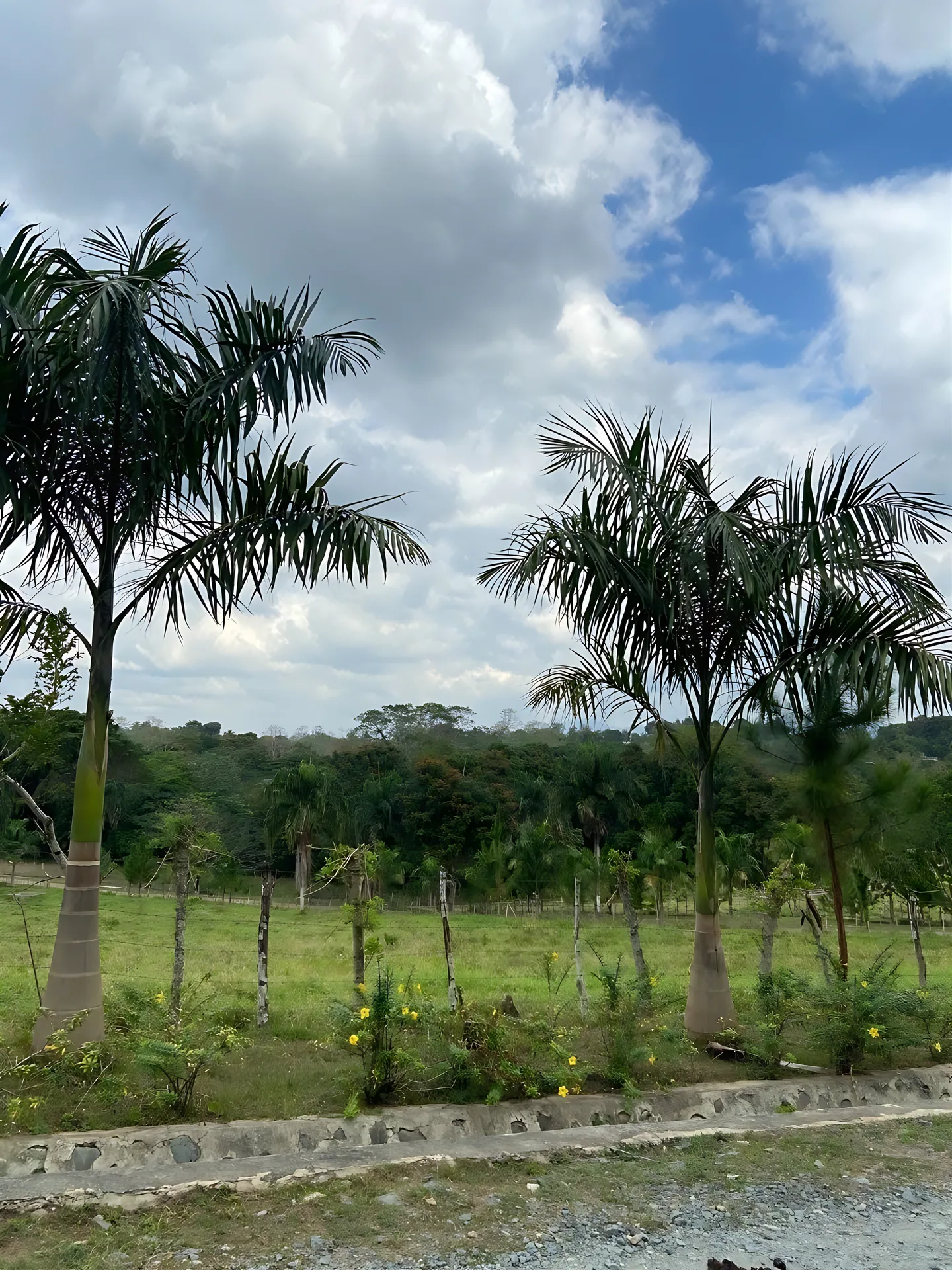 Finca / terreno en Villa Altagracia ! 580 tareas ! - Foto 15