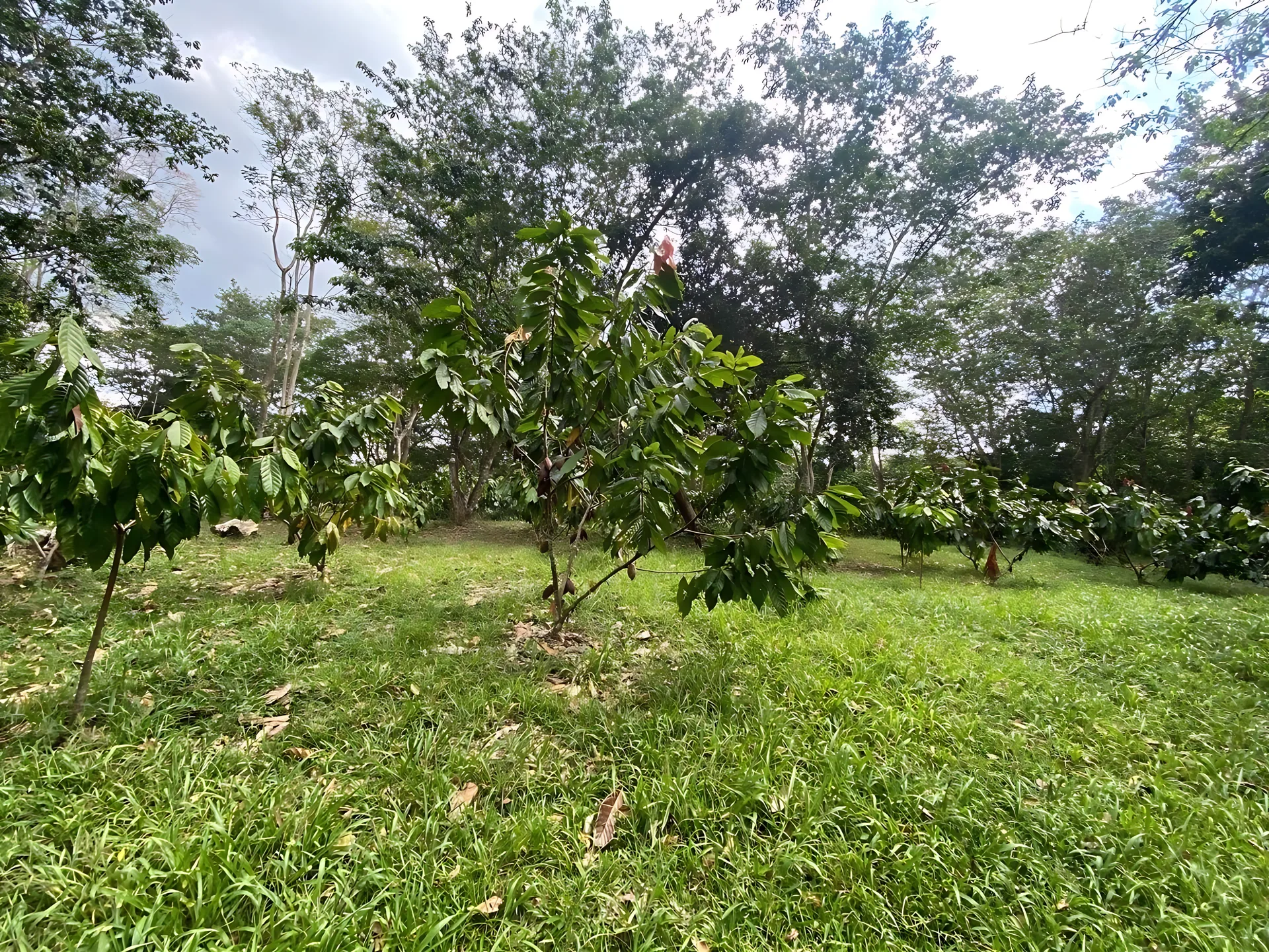 Finca / terreno en Villa Altagracia ! 580 tareas ! - Foto 16