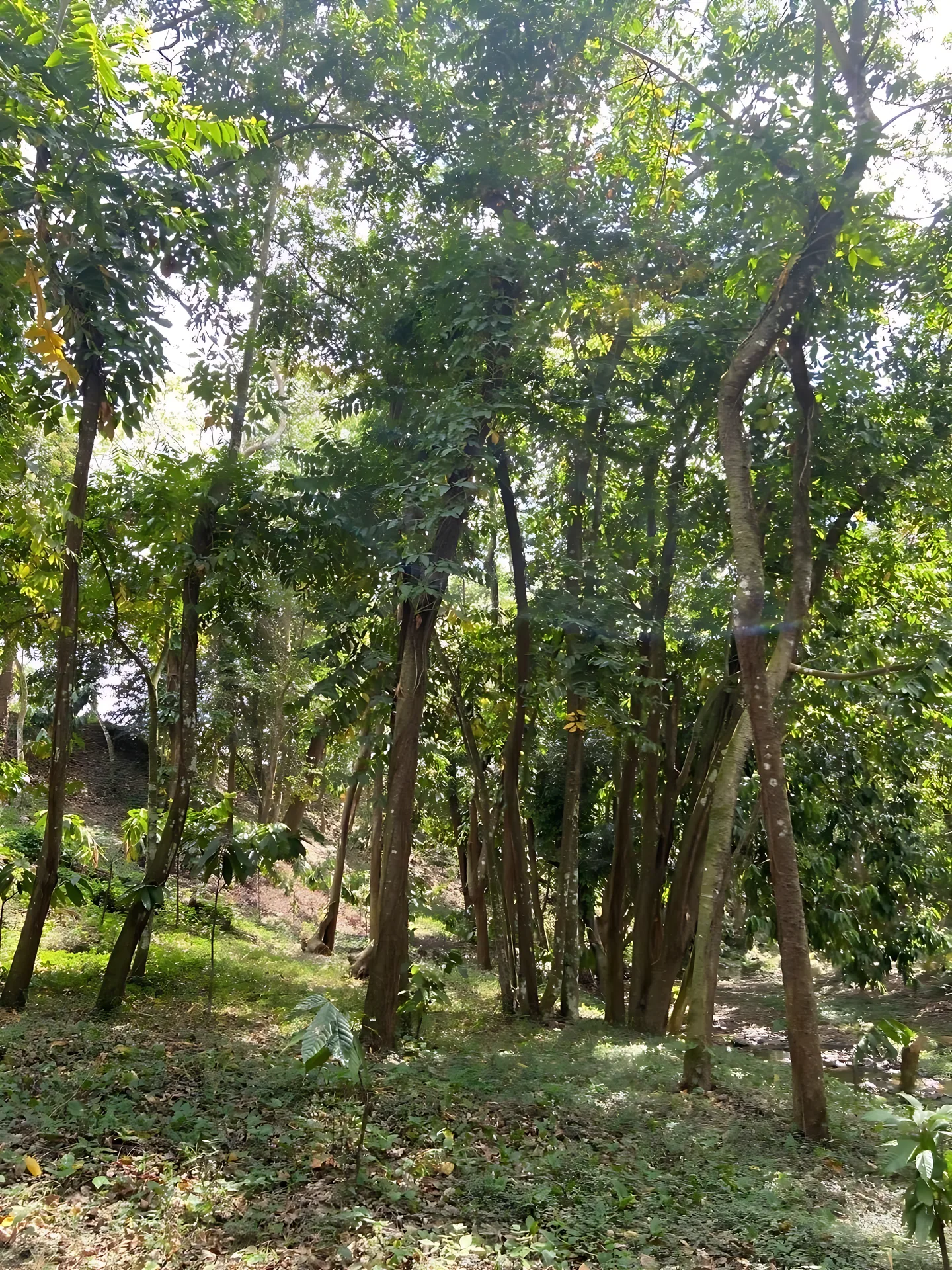 Finca / terreno en Villa Altagracia ! 580 tareas ! - Foto 17