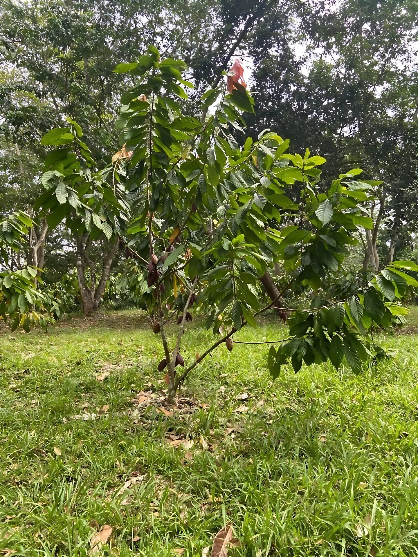 Finca / terreno en Villa Altagracia ! 580 tareas ! - Foto 20