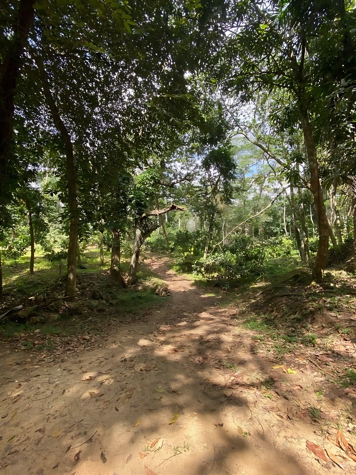 Finca / terreno en Villa Altagracia ! 580 tareas ! - Foto 21