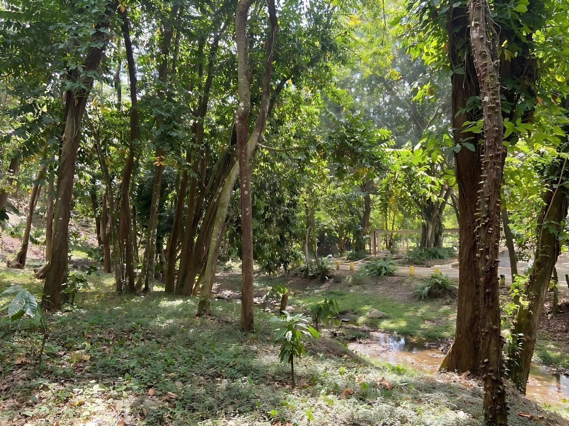 Terreno de 580 tareas  en Villa Altagracia ! - Foto 10