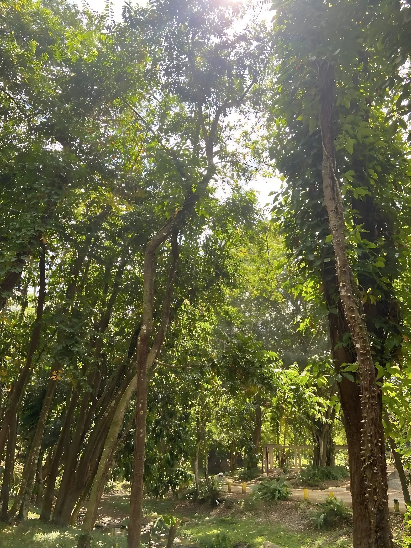 Terreno de 580 tareas  en Villa Altagracia ! - Foto 14