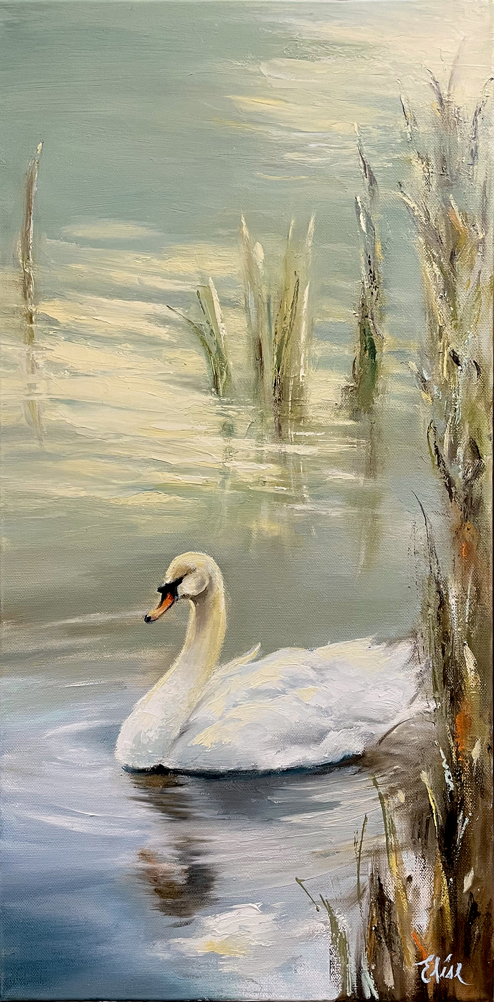 Swan at Peace