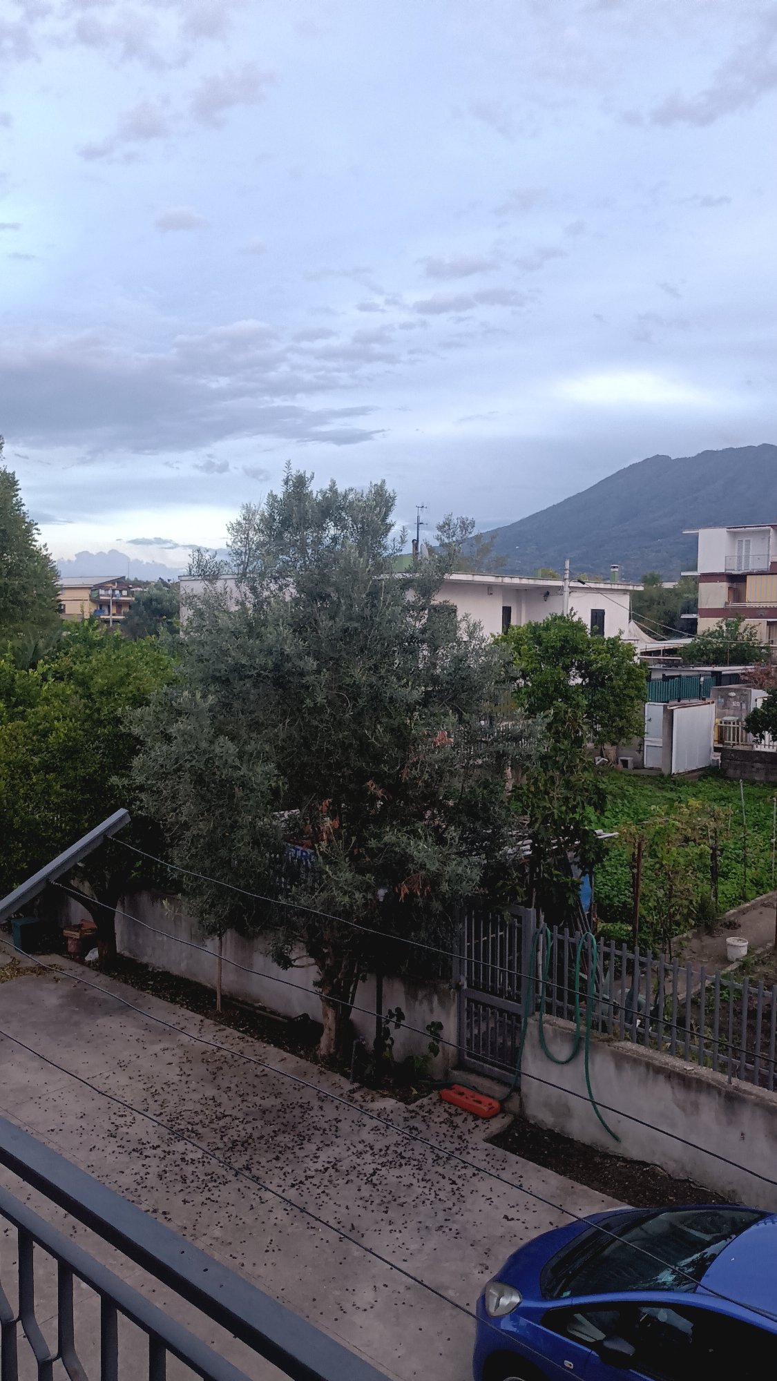 Garidoniere per potatura Aranci e ulivo