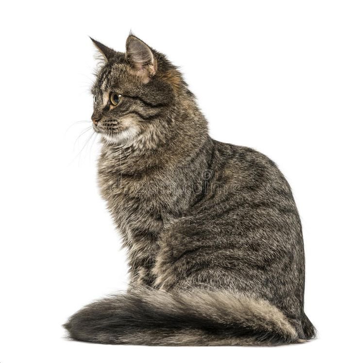 Offro un servizio di cat sitter