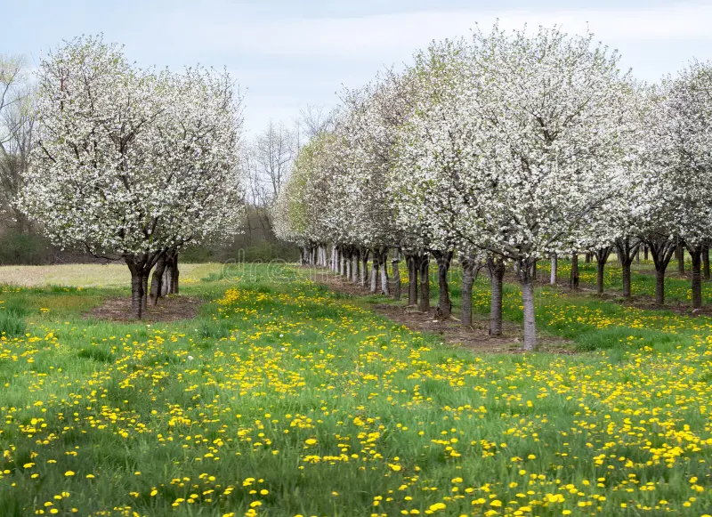 Primavera en Michigan