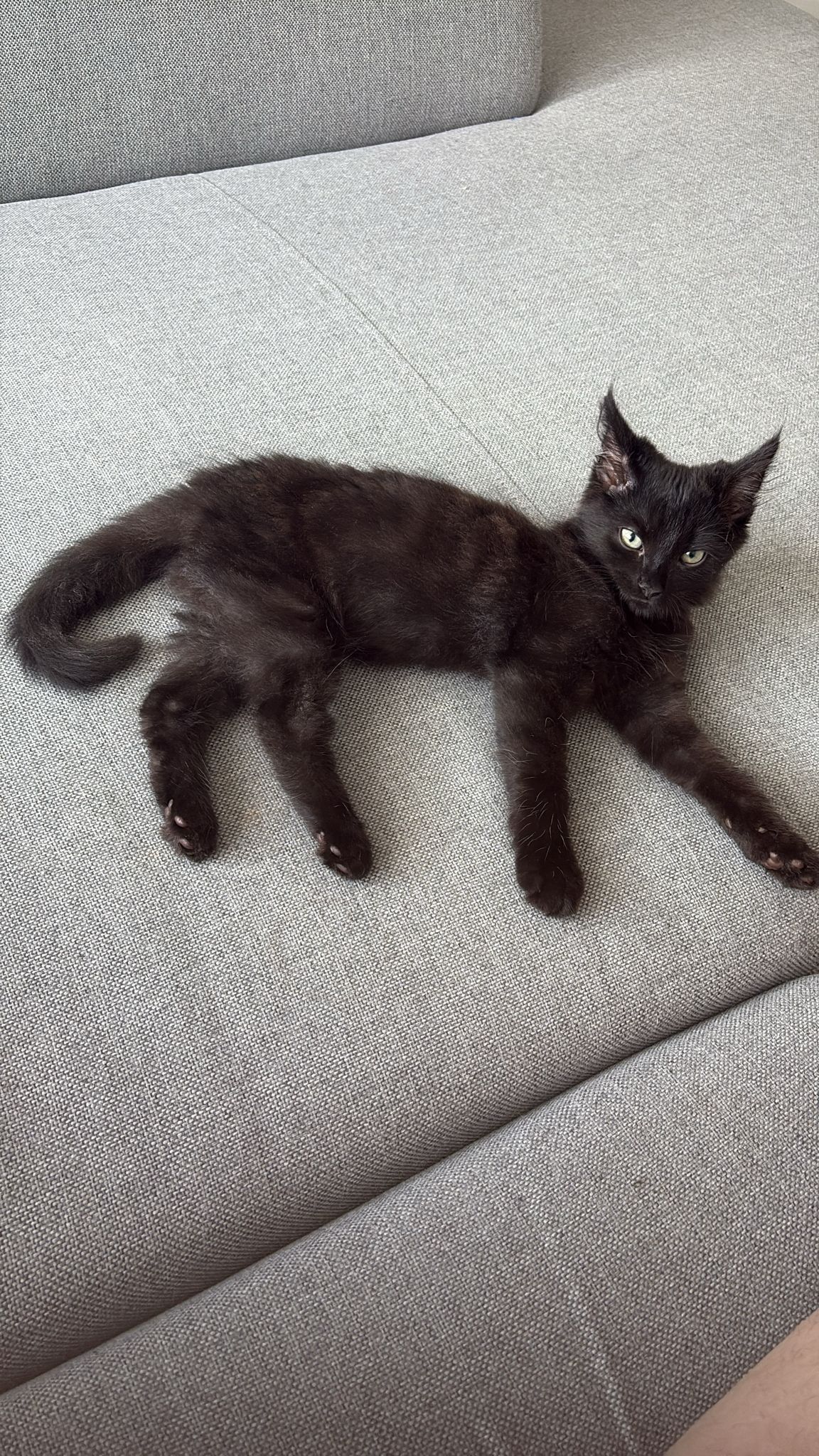 here comes the heat ☀️ 😸 🕶️ – Sonnenallee, Seestadt Aspern, 1220 Wien