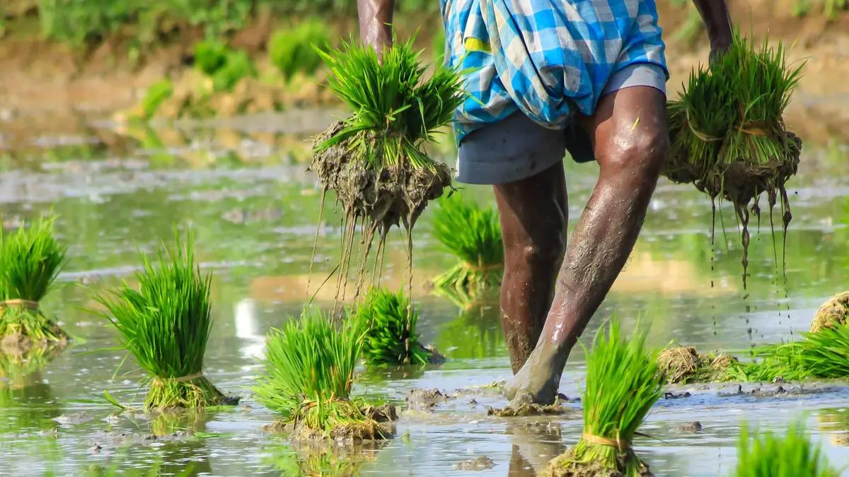 Kerala Faces Rising Leptospirosis Mortality in 2026