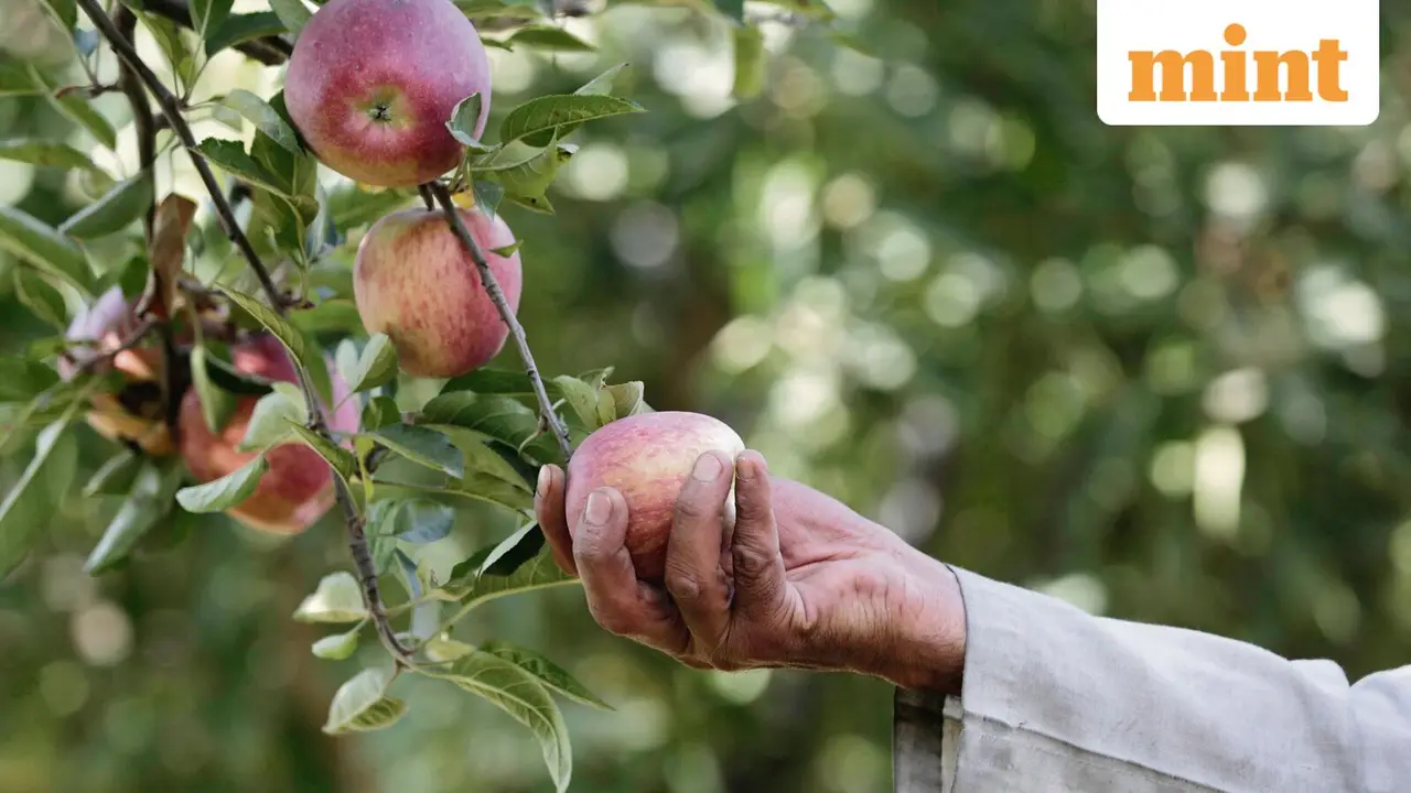Centre Launches ₹2,000 Crore Horticulture Clusters Scheme to Control Food Inflation