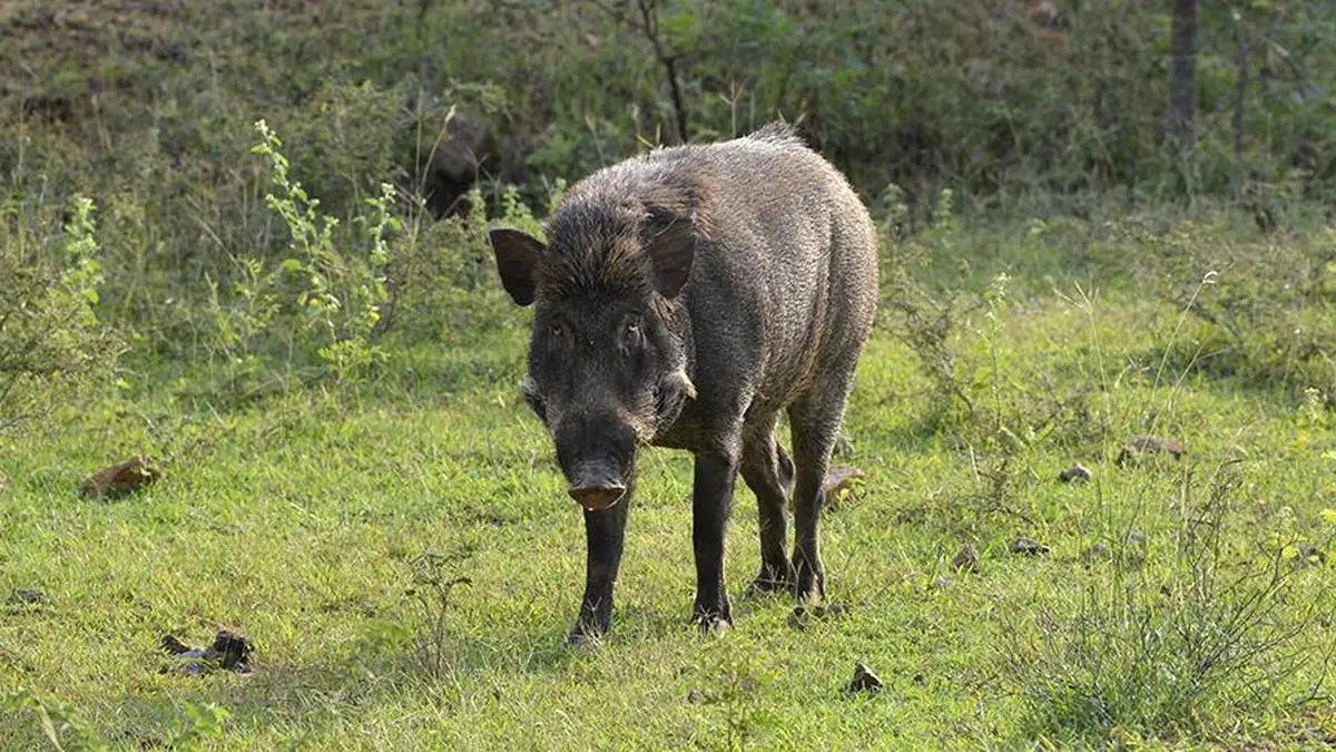 ICAR Develops Indigenous Vaccine to Combat African Swine Fever