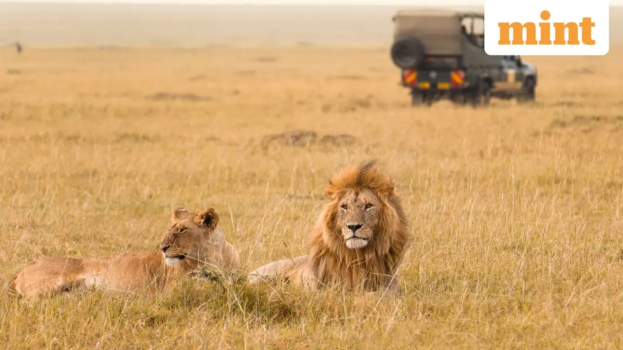 India's Asiatic Lion Population Increases by 70% to 891 in a Decade