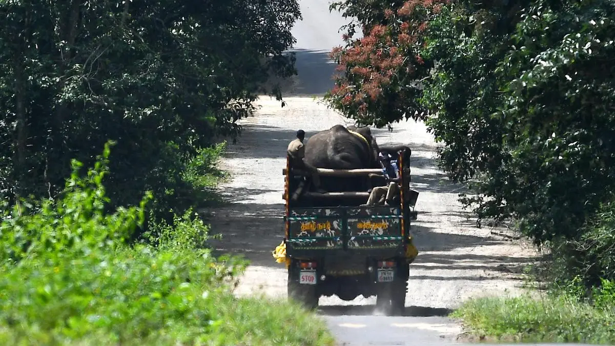 Five Elephants from Assam Proposed for Donation to Tamil Nadu Temples