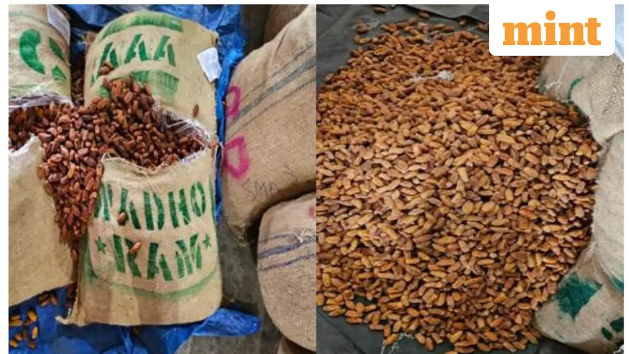 DRI seizes 362 tonnes of Pakistan-origin dates routed via UAE under Operation Deep Manifest