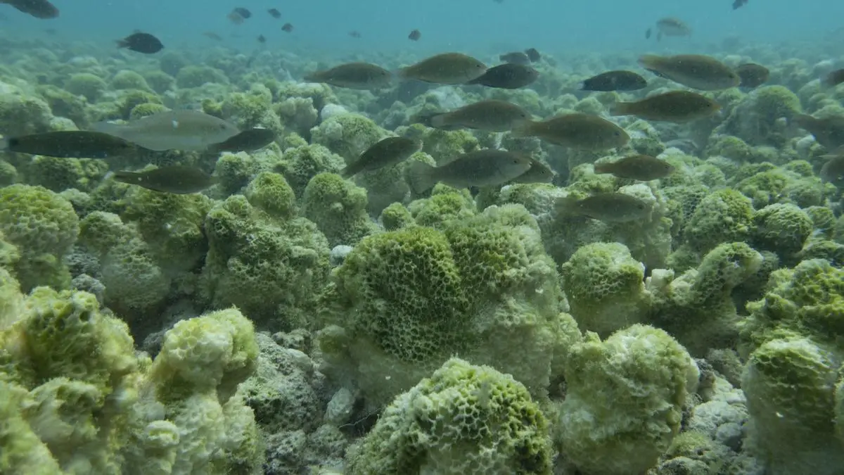 Ecologists Urge Study of Imminent 'Super' El Niño for India's Preparedness
