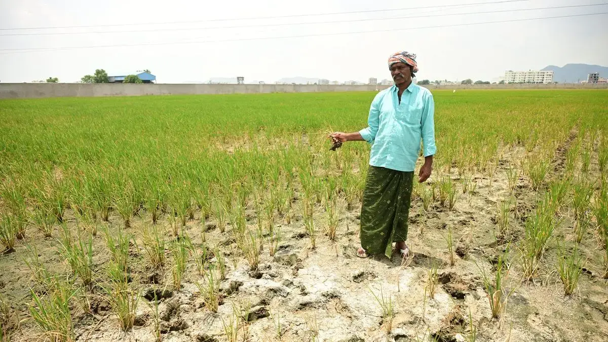 India Faces Driest Monsoon Since 2009 Due to El Niño Impact