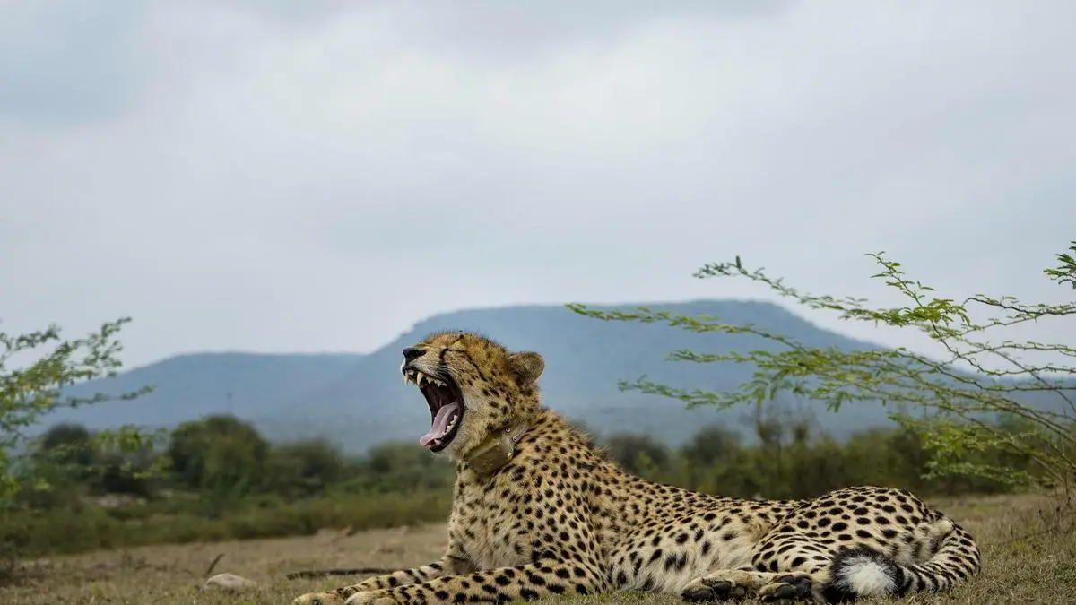 Project Cheetah Completes 4 Years, India's Big Cat Population Reaches 52