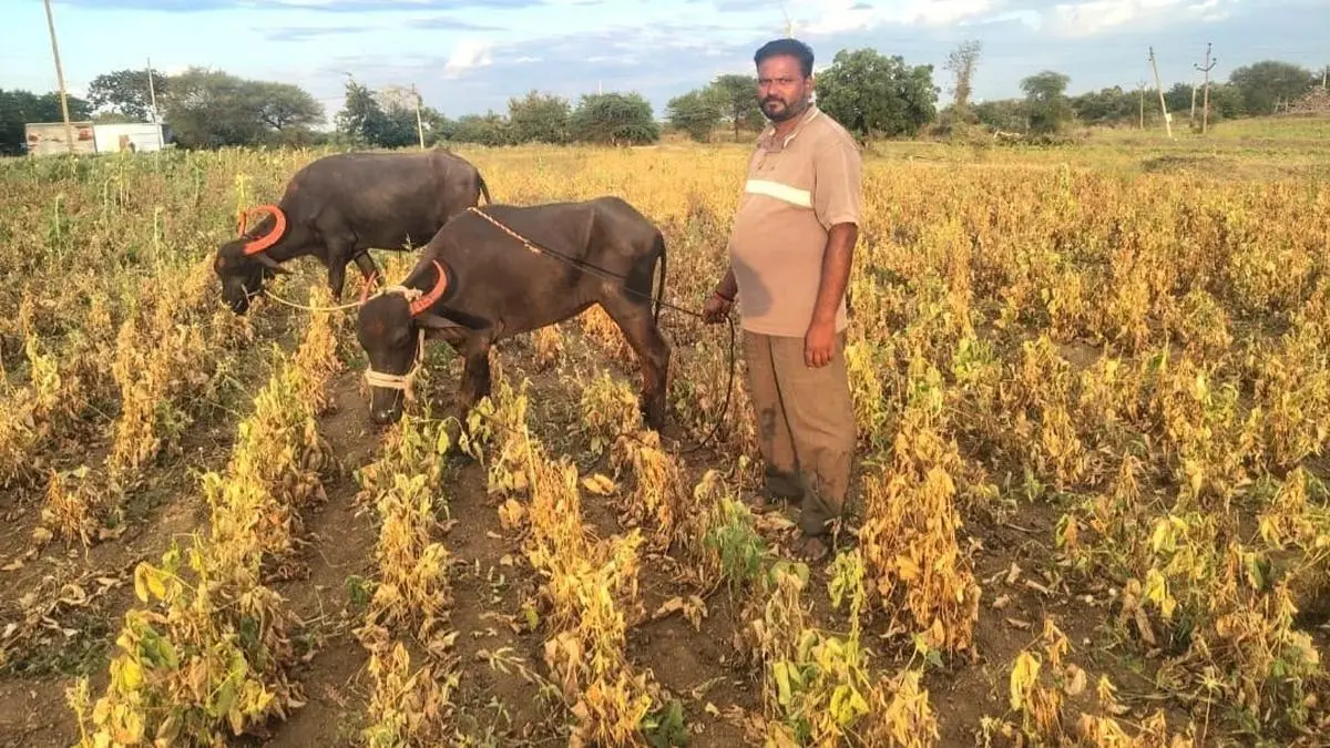 Maharashtra Likely to Declare 100% Drought by Month-End: Minister