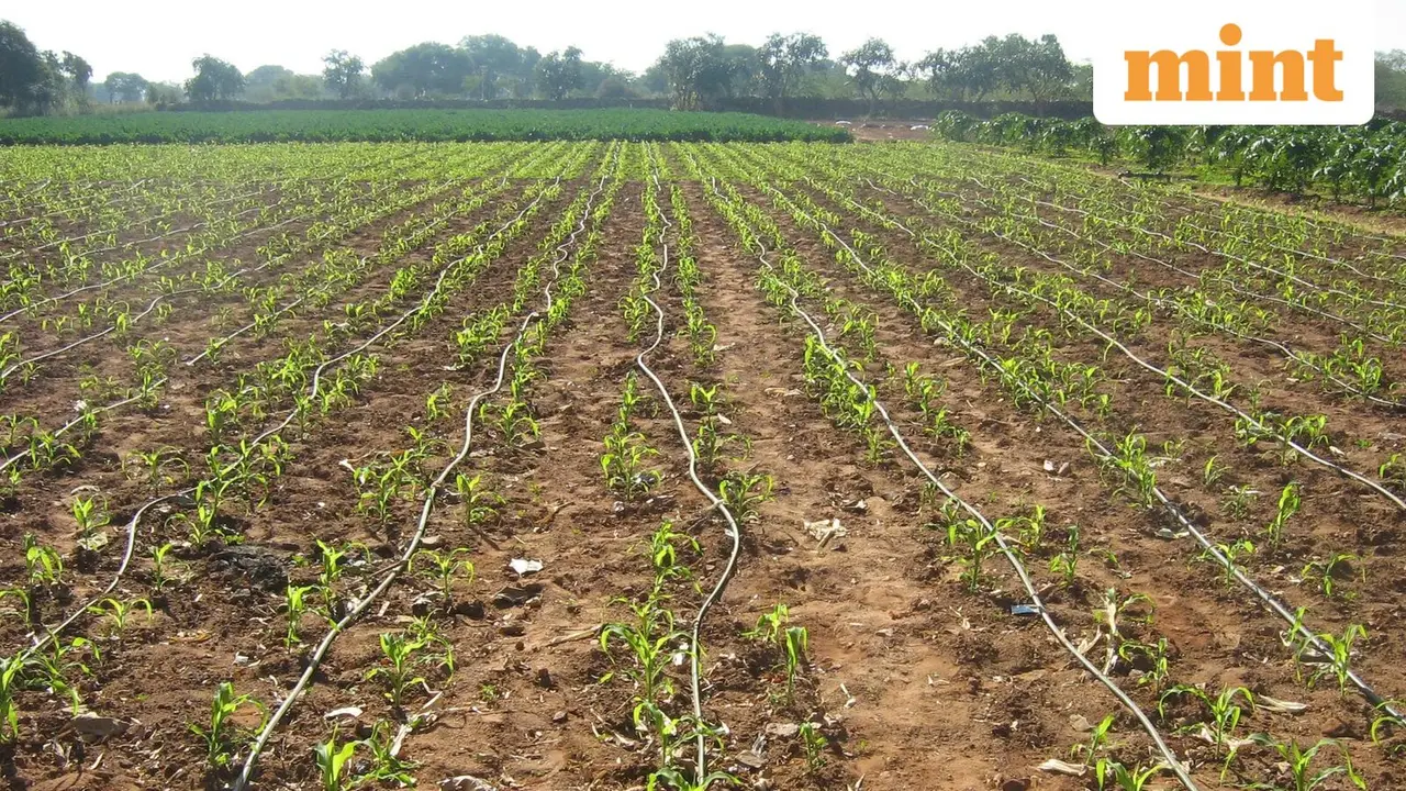Centre Advises Drought-Hit States to Rethink Rabi Crop Plans