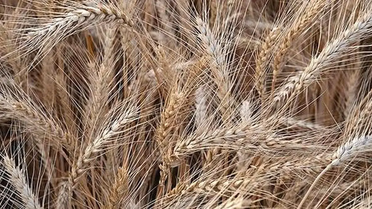 Centre Raises Wheat MSP by Rs 25 to Rs 2,610 per Quintal for 2027-28