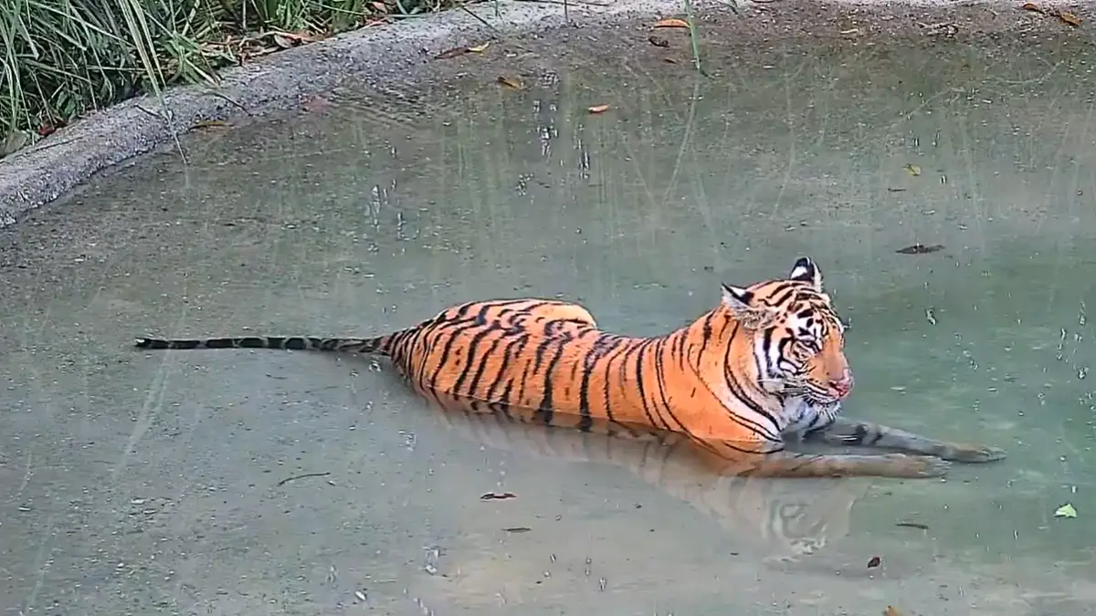 Three-Year-Old Tigress Released in Buxa Tiger Reserve to Boost Population