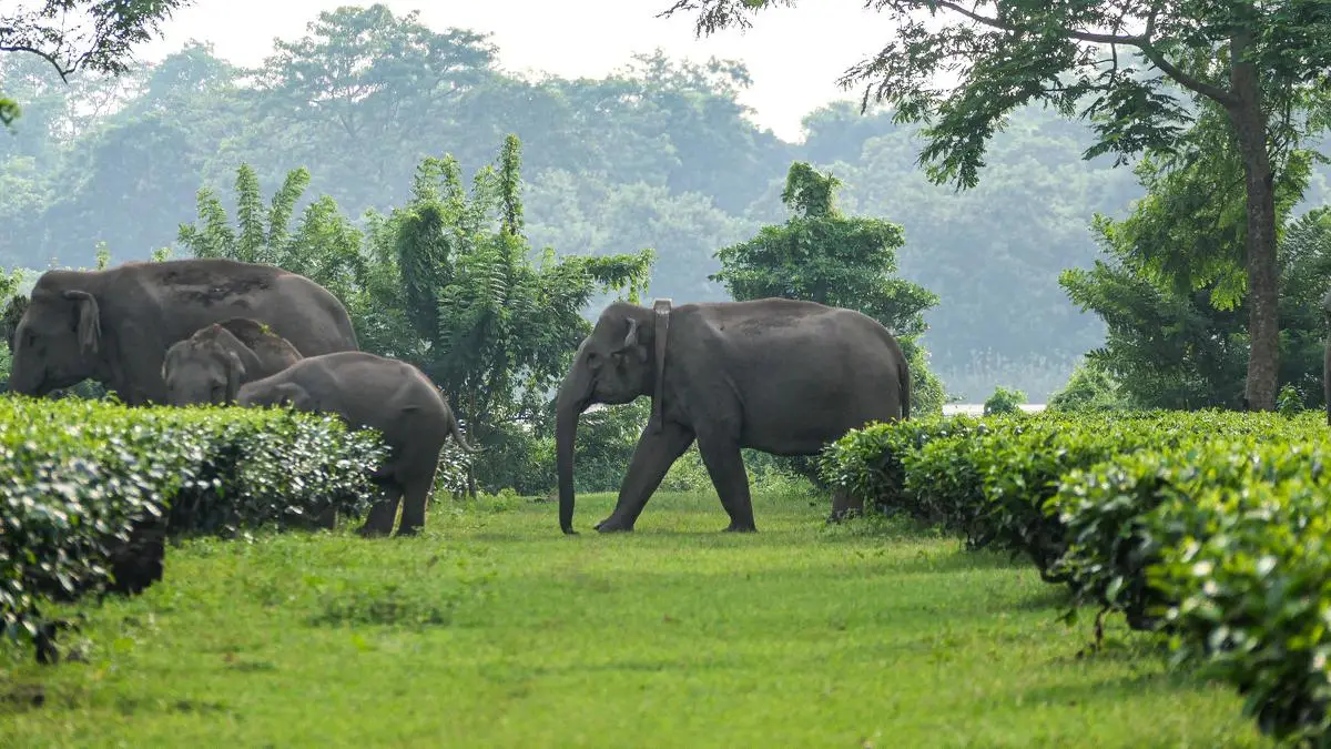 Assam Forest Department and WWF-India Track Elephant Movements to Reduce Conflicts