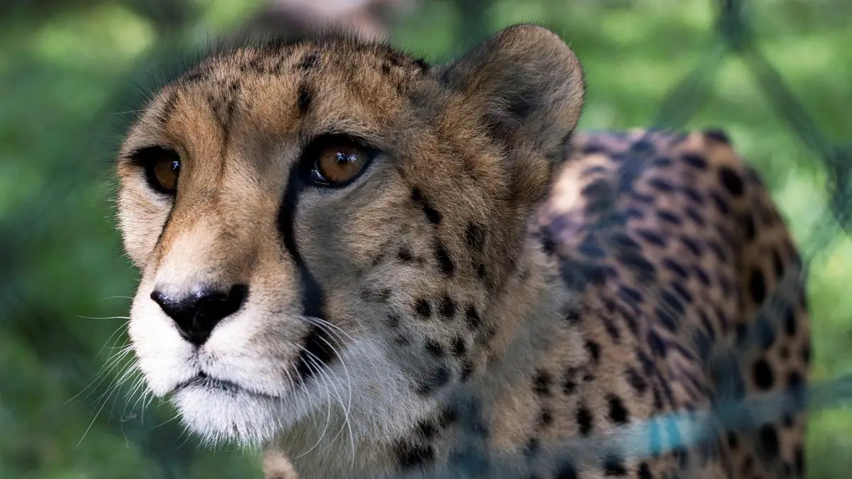 Two Cheetahs Released in Bundelkhand Tiger Reserve, Third Habitat in Madhya Pradesh