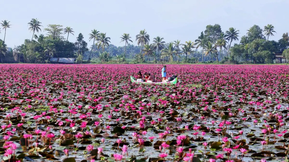 Study Flags Ecological Concerns Over Malarikkal’s Expanding Water Lily Bloom