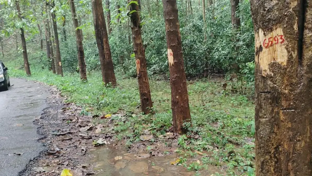 Forest Allegations in Kerala’s Chalakudy Division Come Under Scrutiny