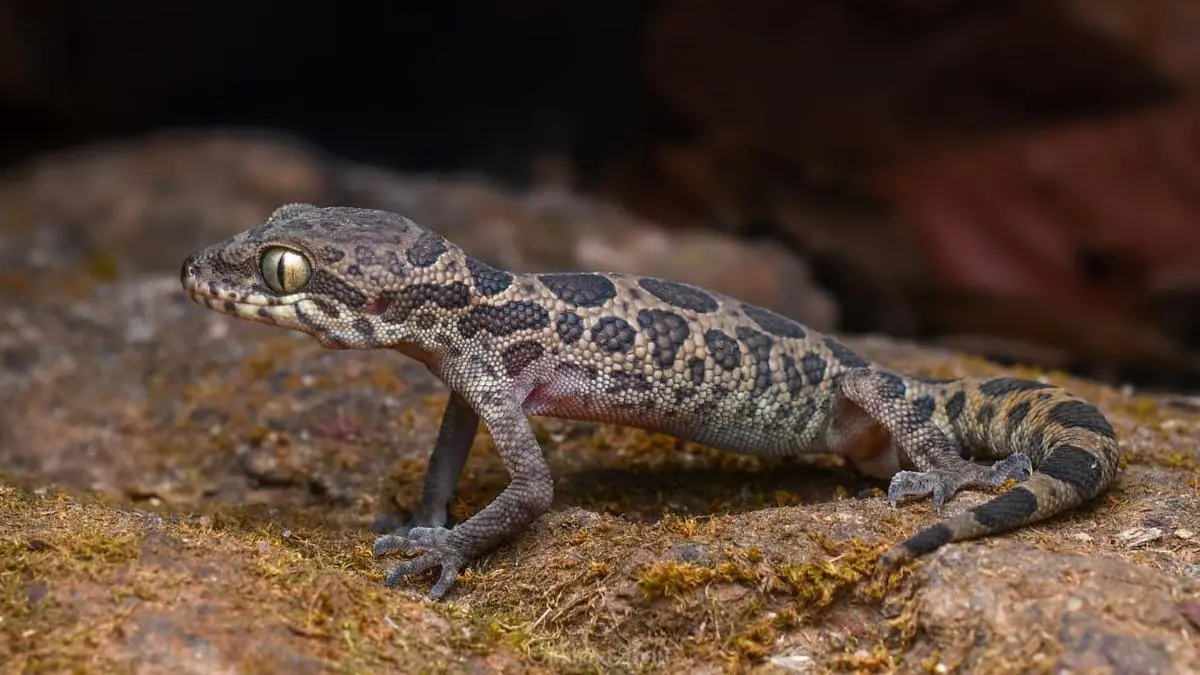 Proposed Bauxite Mine Threatens Endangered Jeypore Ground Gecko