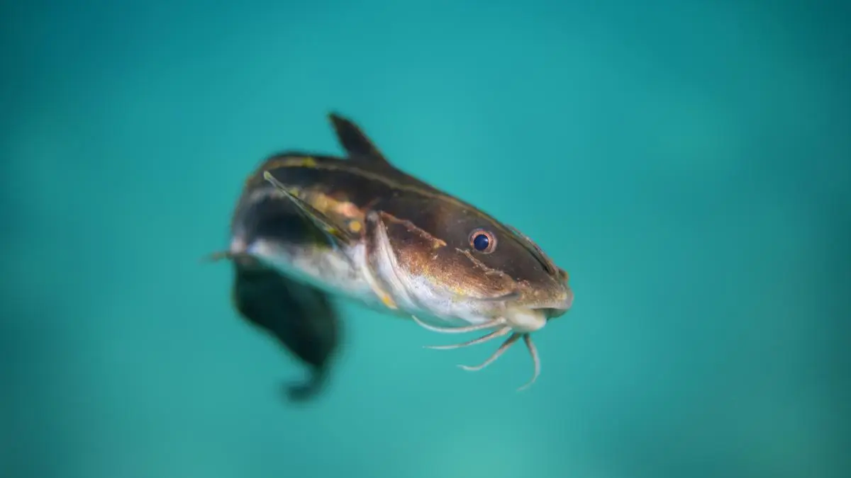 Researchers Study Contagious Cancer in Brown Bullhead Catfish