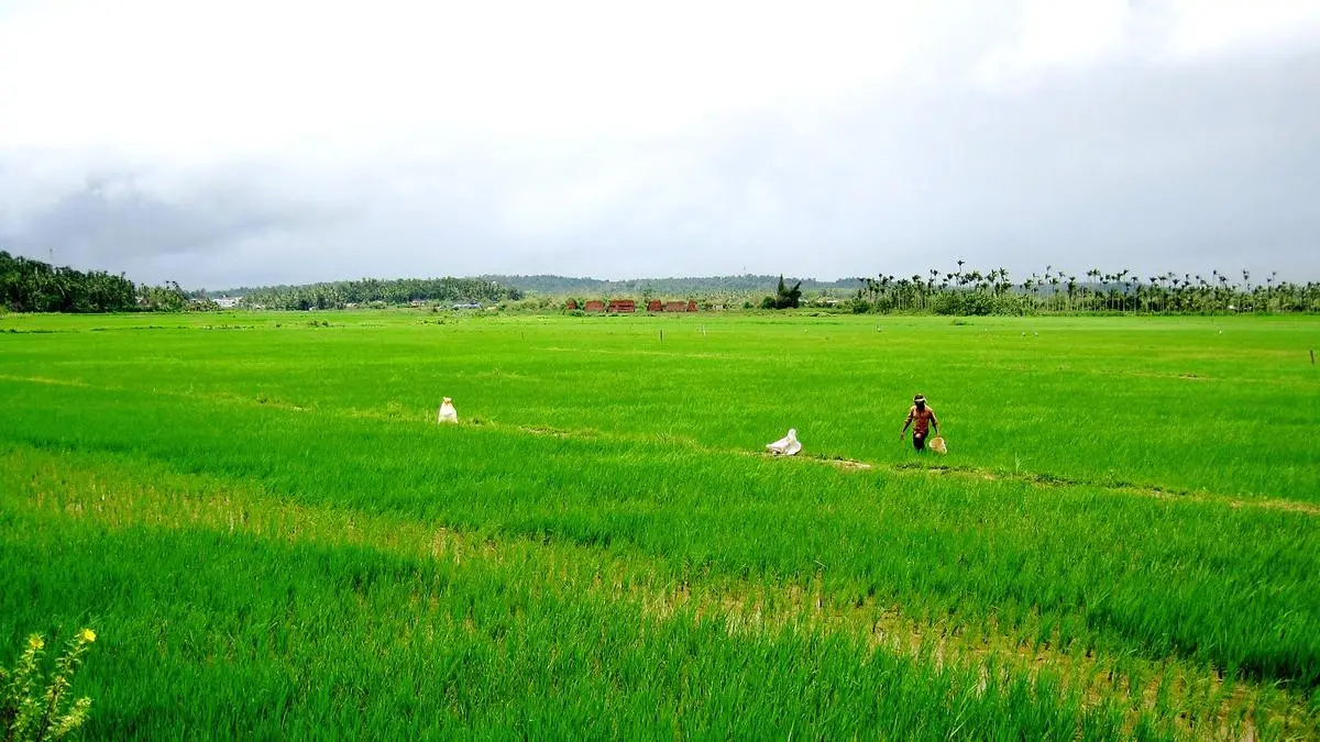 Greens Oppose Revival of Cheekkalloor Airstrip Project in Wayanad