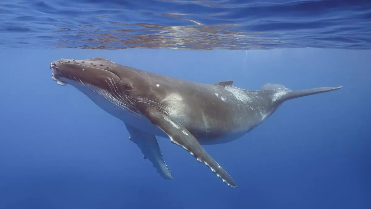 India Protects All Cetaceans Under Schedule I of Wildlife Act