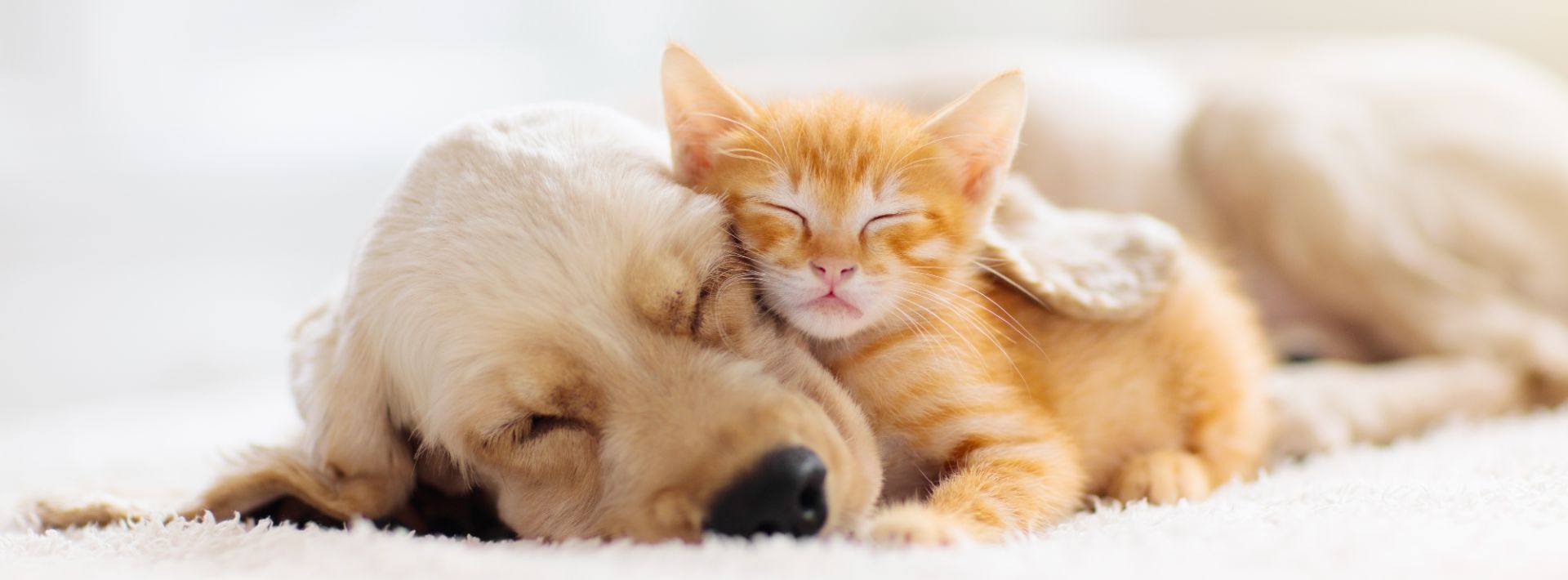 TheFurrys Pet Care Services's cover image