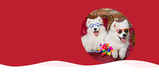 Cuddle Crew Pet Care's cover image