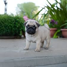 Puppieshub's cover image