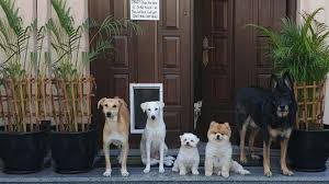 The Pet Shack's cover image