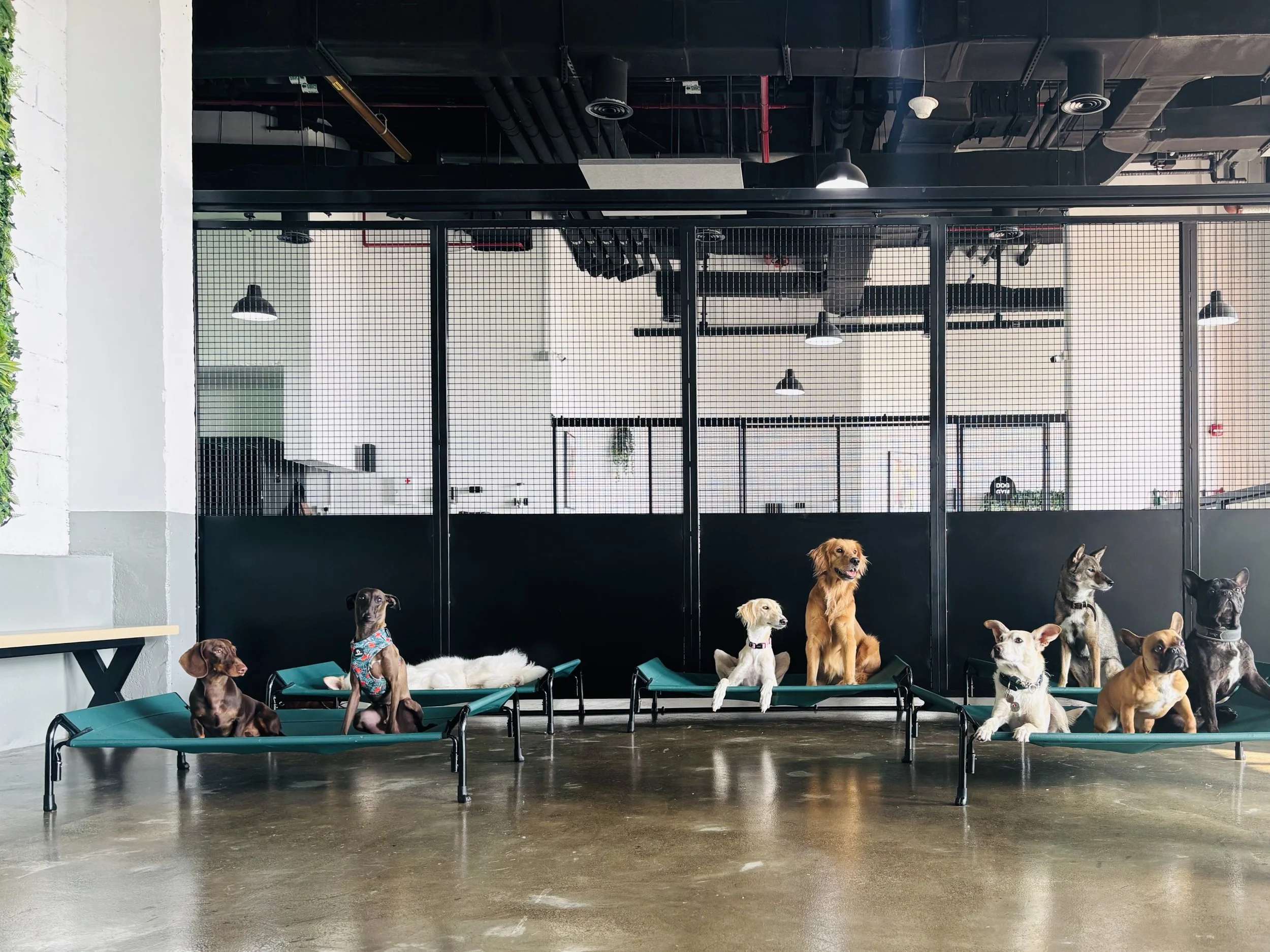 Whistle & Fetch's cover image