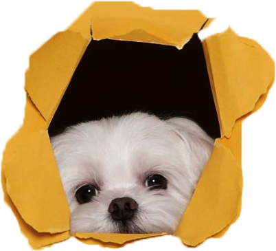 Buddys - Dog Daycare | Boarding | Grooming's cover image