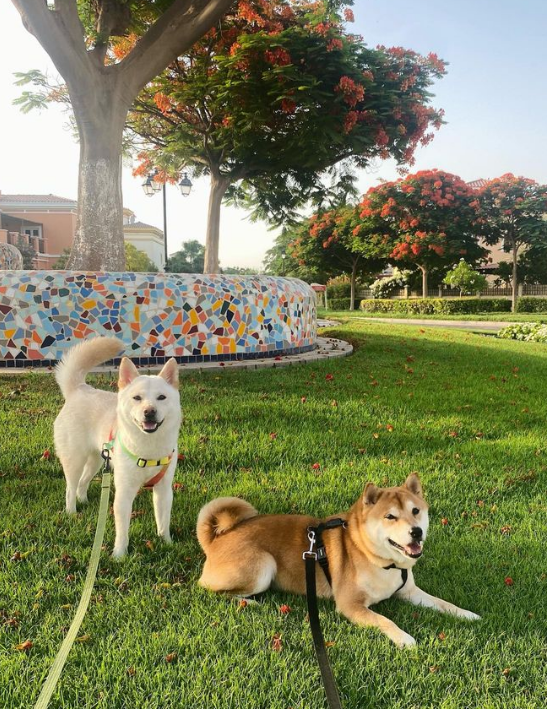 Cozy Home for Fluffy Fellas's cover image