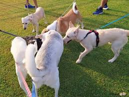 Happy Walk Pet Care's cover image