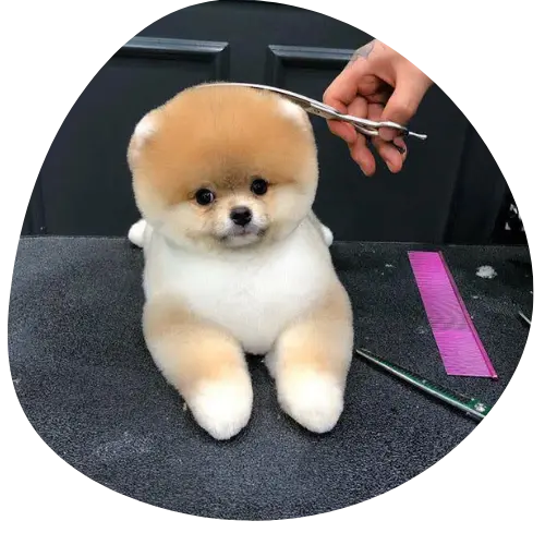 Jack Pet Grooming Salon - Mobile Grooming for Pet’s in Abu Dhabi's cover image