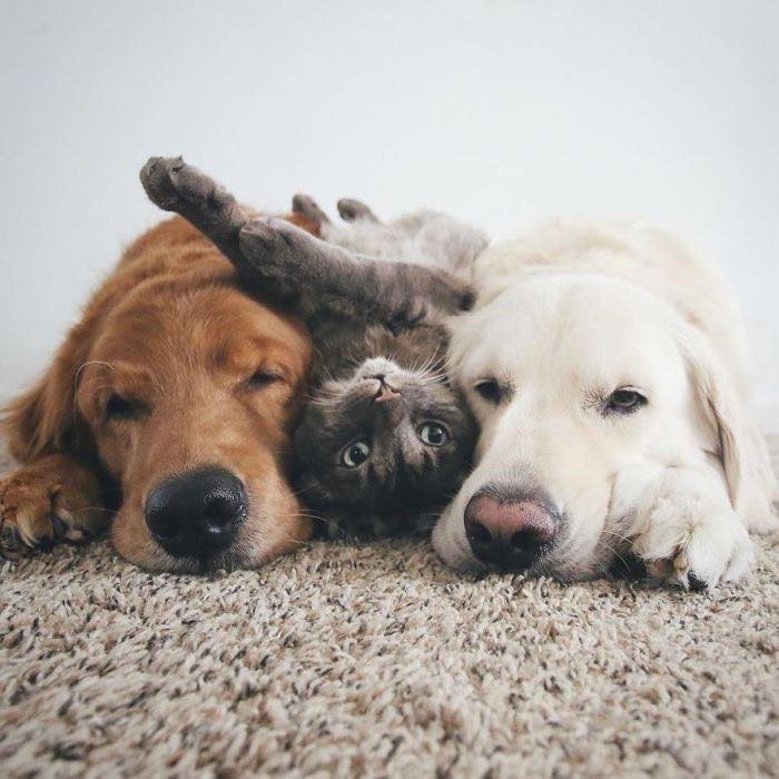 Passion 4 Paws's cover image