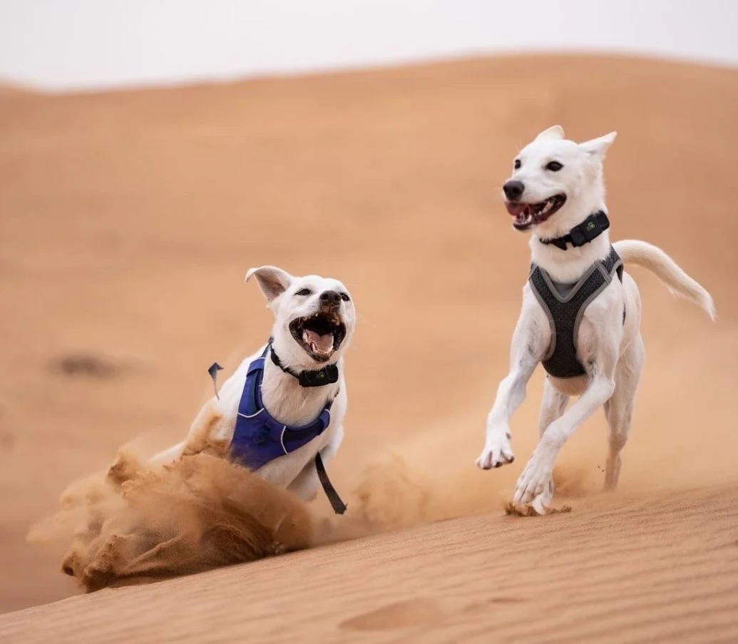 Potato Nugget Pet Sitting and Boarding Services's cover image