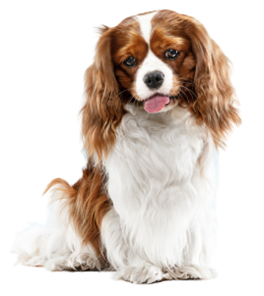 Shasha's Haven - Your Trusted Pet Care Services's cover image