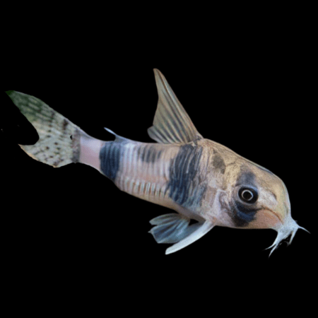 TEST Oľga TEST Pinková