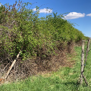 Odstránenie porastu v krajnom riadku (200 m). Záchrana starého vinohradu
