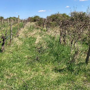 Odstránenie 2 radov spustnutého vinohradu. Záchrana starého vinohradu